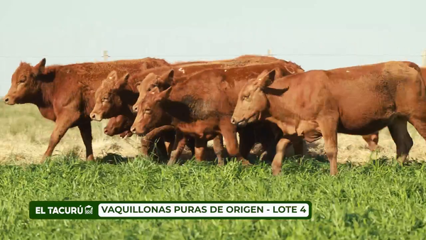 Lote LOTE 4 - VAQUILLONAS PURAS DE ORIGEN