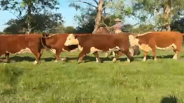 Lote 32 Vacas CUT preñadas en Corrientes, Curuzu Cuatia