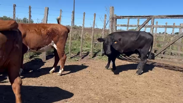 Lote 13 Vaca 450kg - , San José