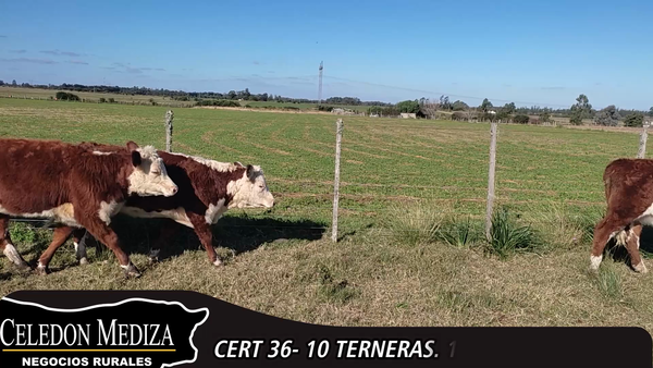 Lote 10 Terneras en Canelones, Canelones