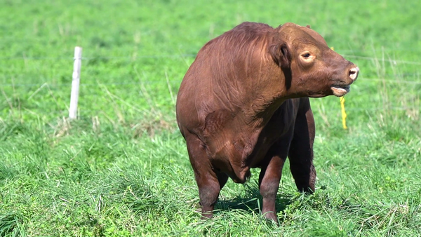 Lote TORO