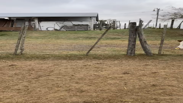 Lote 12 Novillitos Braford, Brangus y sus cruzas en Sunchales, Santa Fe