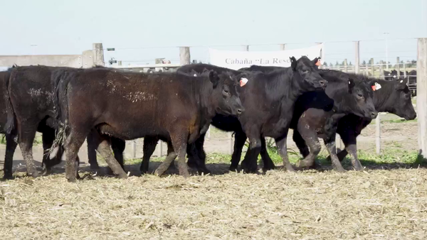 Lote Vaquillonas MAS