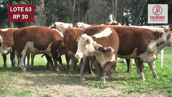 Lote VAQUILLONA RODEO GENERAL PREÑADAS POR INSEMINAC. ARTIFICIAL, PARICIÓN PRIMAVERA.