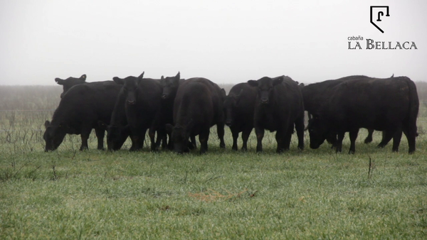 Lote VAQUILLONAS ANGUS MAS - LA BELLACA