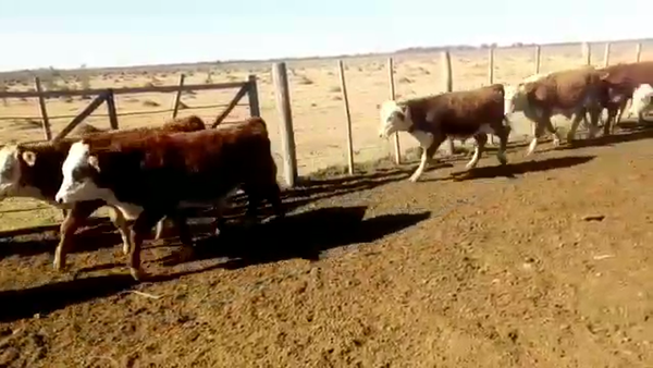 Lote 45 terneros en Moisés Ville, Santa Fe