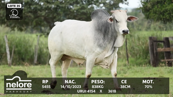 Lote LOTE 35
