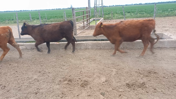 Lote 9 Terneras Angus en Col. Aldao, Santa Fe