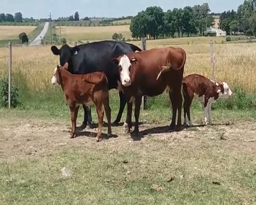 Lote (Vendido)4 Piezas de cría en JUAN GONZALEZ
