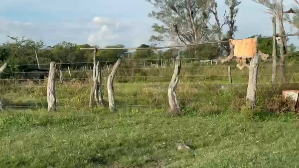 Lote 7 Vacas de invernar en Corrientes, Curuzú-Cuatiá