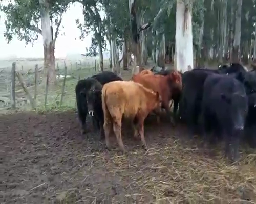 Lote 48 Novillitos en Magdalena, Buenos Aires