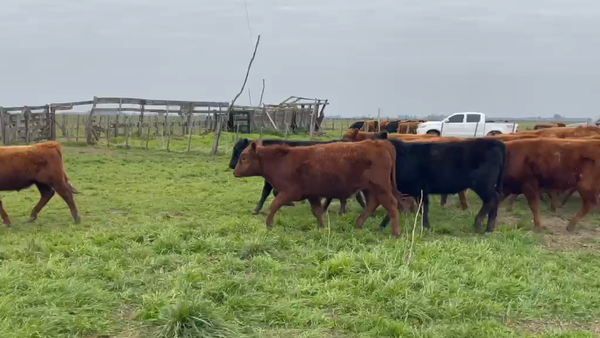 Lote 120 Novillitos