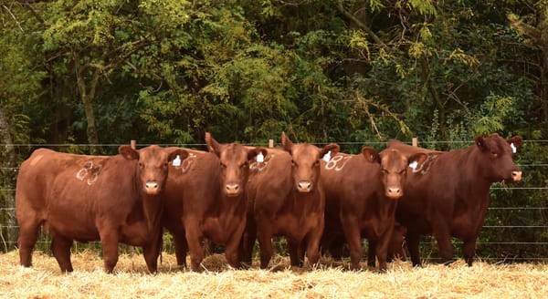 Lote VACAS ANGUS 2° SERV