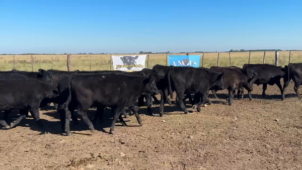 Lote 60 Terneros