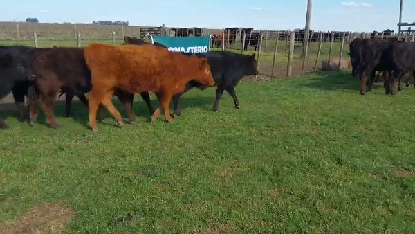 Lote 70 Novillitos y vaquillonas EN RECALDE