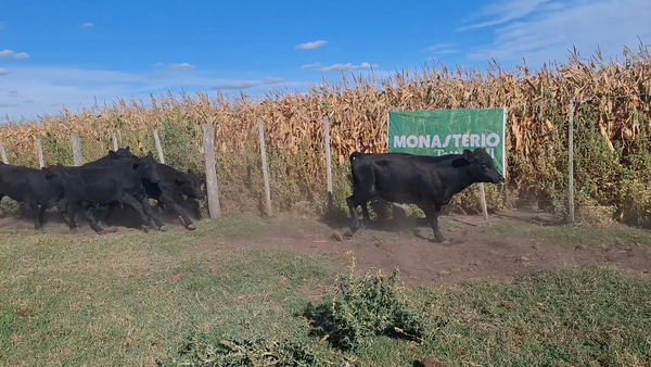 Lote 63 Terneros en Navarro