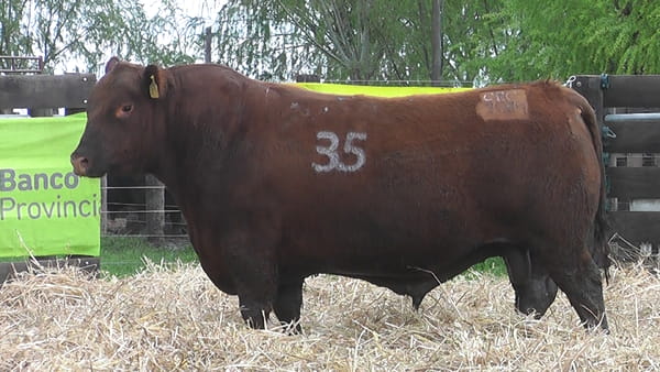Lote TOROS ANGUS PUROS CONTROLADOS
