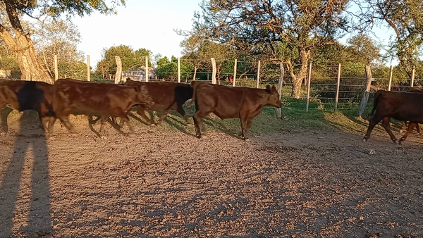 Lote 70 Terneros/as