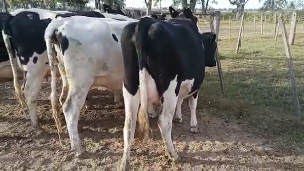 Lote 5 Vaquillonas preñadas Holando Argentino en Morteros, Córdoba