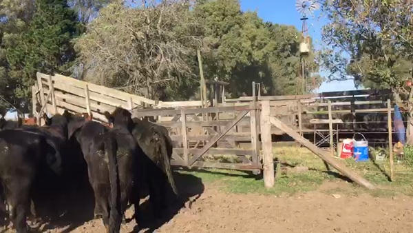 Lote 69 Vacas CUT preñadas en Coronel Suarez, Buenos Aires