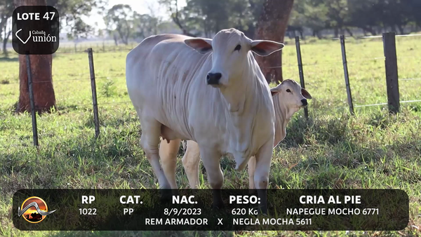 Lote LOTE 47