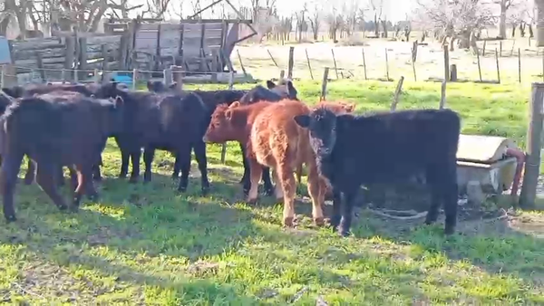 Lote 42 Terneros/as en Buenos Aires, Las Flores