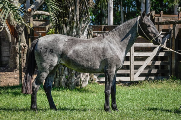 Lote ANAHI LA CALAVERA