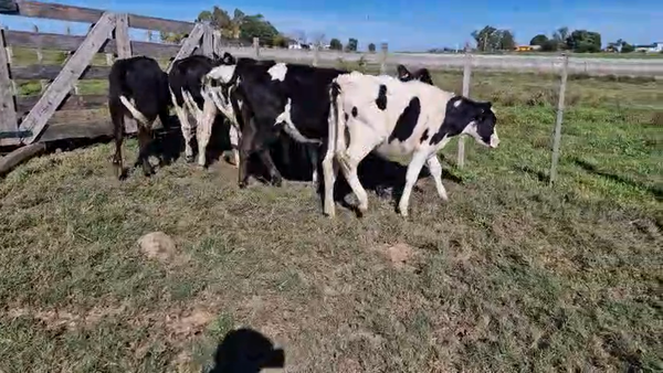 Lote 8 Terneras, San José