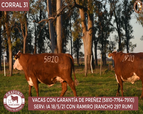 Lote Vaca Braford Cabaña El Retiro
