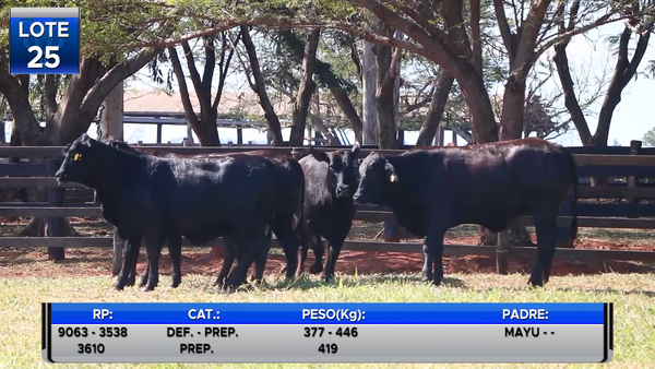 Lote VAQUILLAS BRANGUS PREÑADAS  -LOTE 25