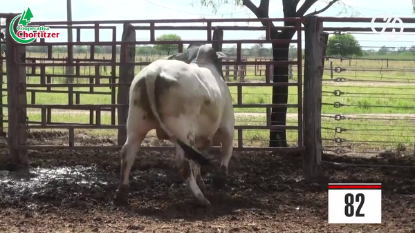 Lote Brahman