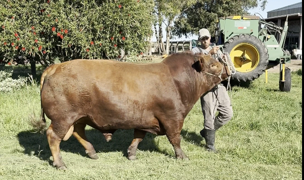 Lote TANGO AMBICIOSO TE (CAMPEON MACHO EXPO PRADO 2025)