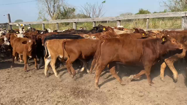 Lote 110 Terneras en Pto. Eva Perón, Chaco