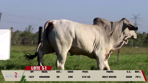 Lote LOTE 51