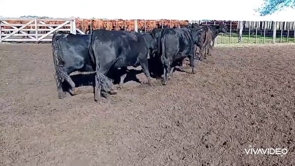 Lote 226 Vaquillonas C/ gtia de preñez