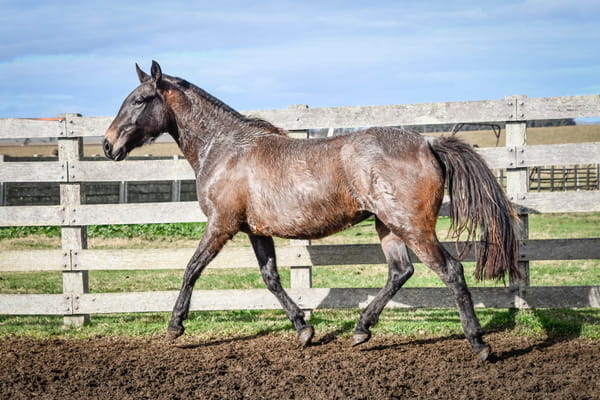 Lote CHACARERA DE VERDES MARES
