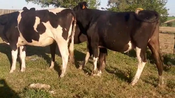 Lote 4 Vaquillonas 1 a 2 años HOLANDO Y KIWI 450kg - , San José