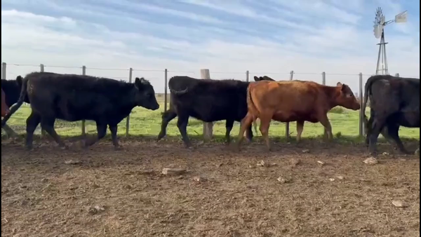 Lote 60 Vaquillonas C/ gtia de preñez