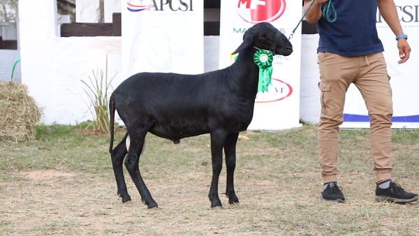 Lote Lote 12 - Ovinos