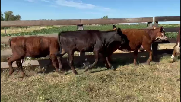 Lote VAQUILLONAS 1 A 2 AÑOS