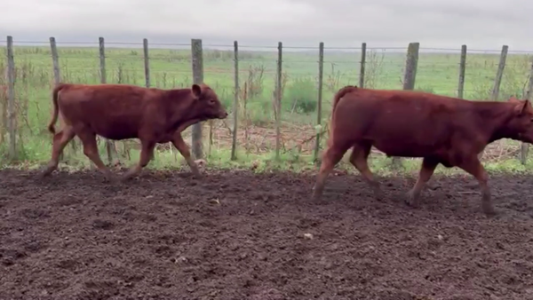 Lote 70 TERNS. MACHOS, LINCOLN, PCIA. DE BS. AS.