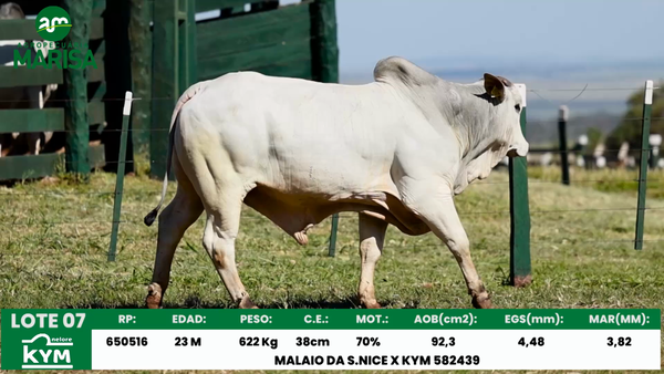 Lote Lote 7