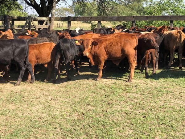 Lote 110 Terneros en Gral. Lucio V. Mansilla, Formosa