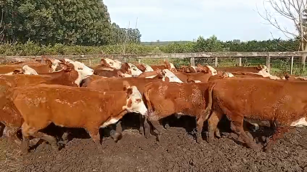 Lote 90 Terneros/as