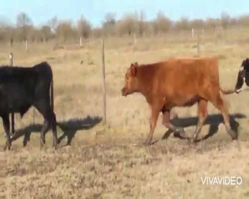 Lote 24 Terneros en Brandsen, Buenos Aires