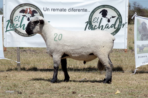 Lote OVINO HAMPSHIRE D. MACHO PPC