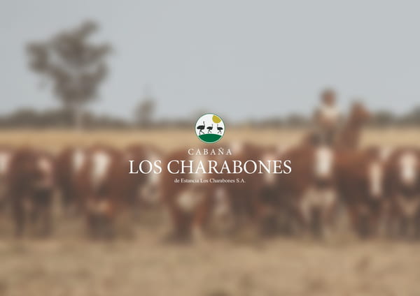 Lote Vaquillonas Braford -  Los Charabones
