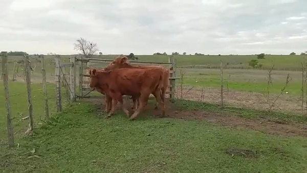 Lote VAQUILLONAS 1 A 2 AÑOS