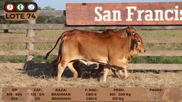 Lote LOTE 74