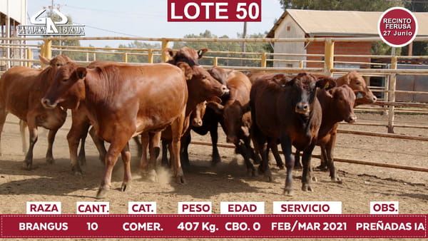 Lote Reproductores de Alborada - Lote 50